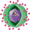 hbv.png